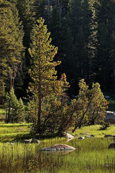 Jones, Adam 아티스트의 Rocks and grass at first light-Tuolumne Meadows-Yosemite National Park-California작품입니다.